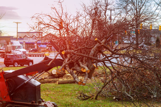 Tree and Shrub Care in Pacific City, OR