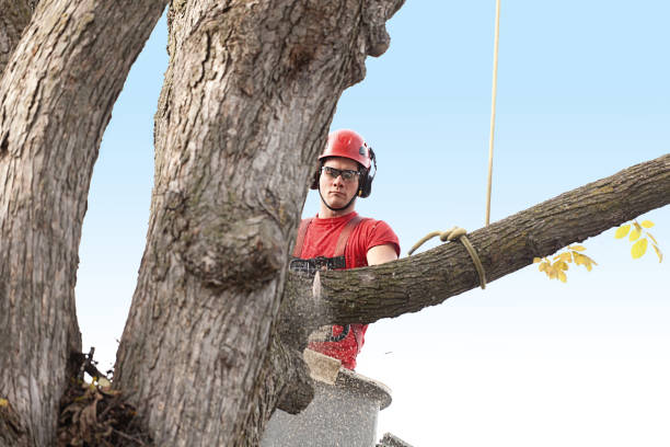 How Our Tree Care Process Works  in  Pacific City, OR